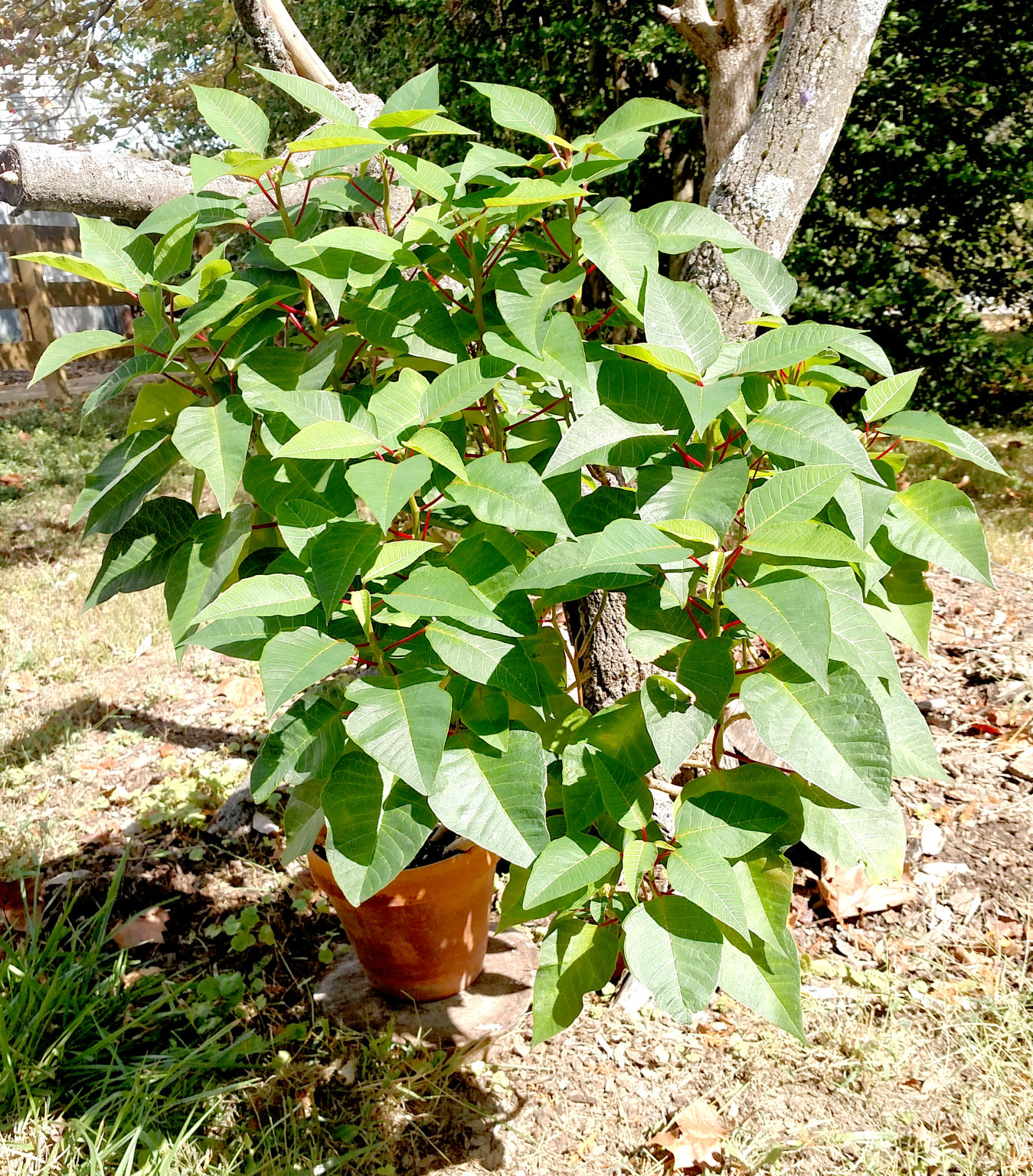 101219_PBTS_poinsettia_pc.jpg